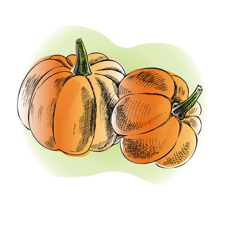 Vector hand drawn vegetable Illustration. Detailed retro style hand-drawn pumpkins sketch. Vintage sketch element for labels, packaging and cards design.の写真素材
