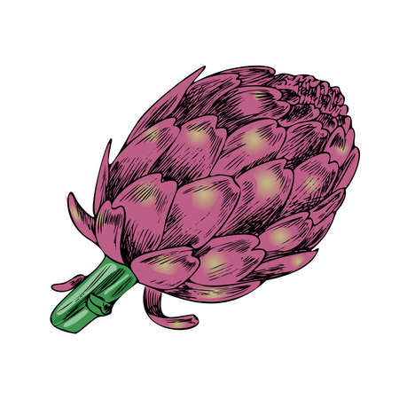 Vector hand-drawn vegetable Illustration. Detailed retro style artichoke sketch. Vintage sketch element for labels, packaging and cards design.のイラスト素材