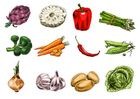 Vector hand-drawn vegetable illustration set. Vintage style. Retro food menu. Vintage sketch.のイラスト素材
