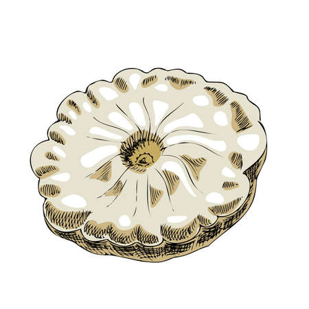 Vector hand-drawn vegetable Illustration. Detailed retro style squash sketch. Vintage sketch element for labels, packaging and cards design.のイラスト素材