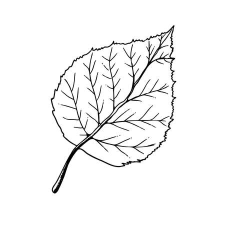 Vector hand-drawn leaf illustration. A detailed sketch of a leaf in the retro style. Vintage sketch element for the design of labels, packaging and postcards.のイラスト素材