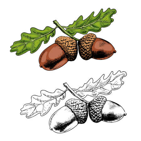 Oak branch hand-drawn vector illustration. Acorn and leaves sketch design element isolated on white background. Autumn botanical symbol ink freehand drawing.のイラスト素材
