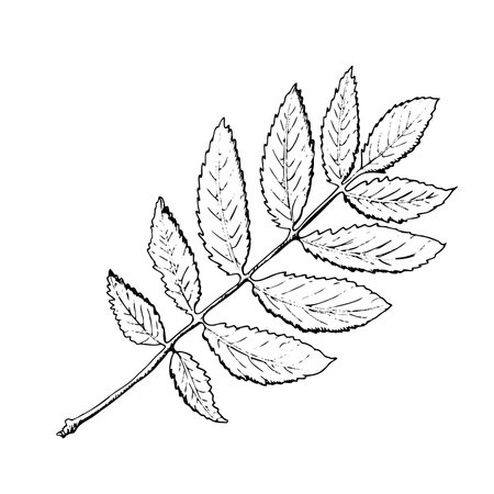 Vector hand-drawn a rowan leaf illustration. A detailed sketch of a leaf in the retro style. Vintage sketch element for the design of labels, packaging and postcards.のイラスト素材