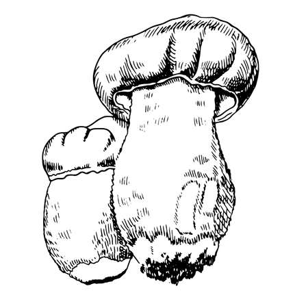 A hand-drawn sketch of mushrooms. Vector vintage illustration. Drawing with an ink pen. Vintage sketch style on a white background.のイラスト素材