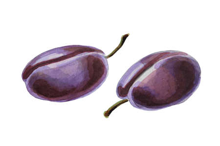 Watercolor drawing of ripe plums. Watercolor hand-drawn illustration isolated on a white background.の写真素材