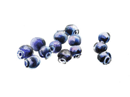Watercolor drawing of ripe blueberries. Watercolor hand-drawn illustration isolated on a white background.の写真素材