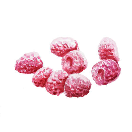 Watercolor drawing of ripe raspberries. Watercolor hand-drawn illustration isolated on a white background.の写真素材