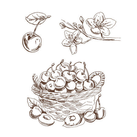 Cherry vector vintage drawing set. Isolated hand drawn berries, basket and flower on white background. Illustration for label, poster, print, pattern.のイラスト素材