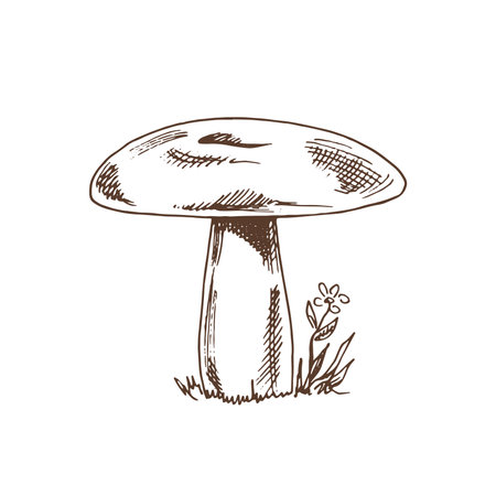 Edible mushrooms vector illustrations collection. hand drawn food drawings. forest plants sketches. Perfect for recipe, menu, label, icon, packaging, Vintage mushrooms outlines. botanical set.のイラスト素材
