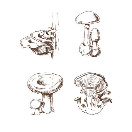 Vector sketch Collection of different mushrooms. Sketch illustration for print, web, mobile and infographics.のイラスト素材