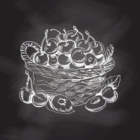 Vector hand drawn white sketch on black chalkboard. Wicker basket with cherry. Summer fruit engraved style illustration.のイラスト素材