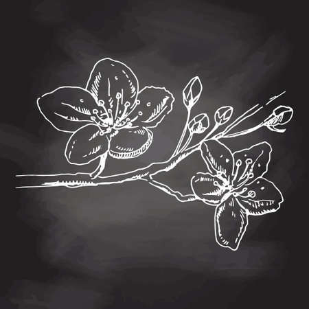 Sakura flowers blossom, hand drawn white sketch on black chalkboard. Cute doodle cherry plant vector illustration, black isolated on white background. Realistic floral bloom for label, poster.のイラスト素材