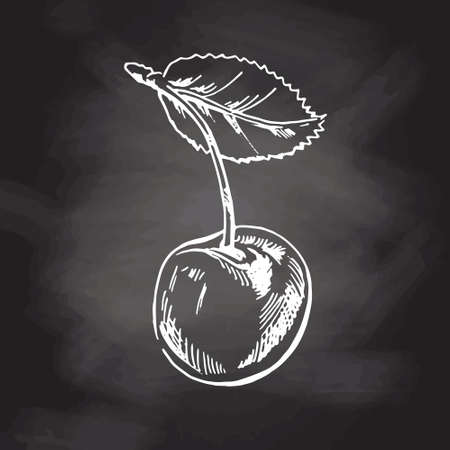 Vector cherry hand drawn white sketch on black chalkboard. Isolated hand drawn cherries on black background. summer fruit illustration. Detailed vegetarian food. Great for label, poster, printのイラスト素材