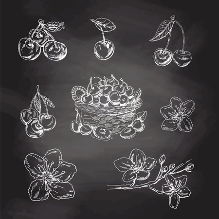 Cherry vector hand drawn white sketch set on black chalkboard. Isolated hand drawn white berries, basket, branch and cherry flowers on black background.のイラスト素材