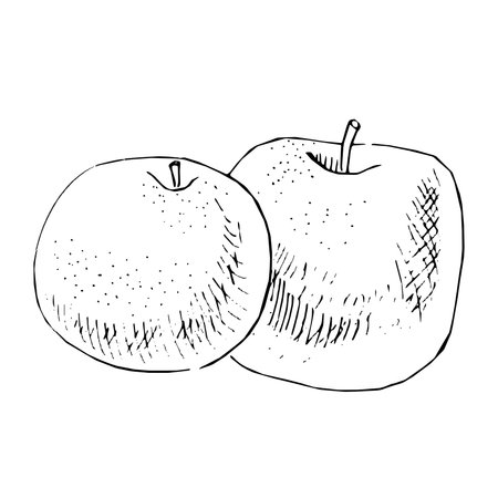 Black and white sketch of two apples and cherries on a white background. Vector hand drawn illustration.のイラスト素材