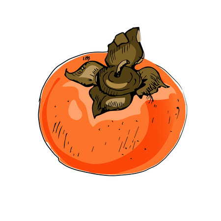 Ripe persimmon with leaves on a white background. Vector hand-drawn illustration.のイラスト素材