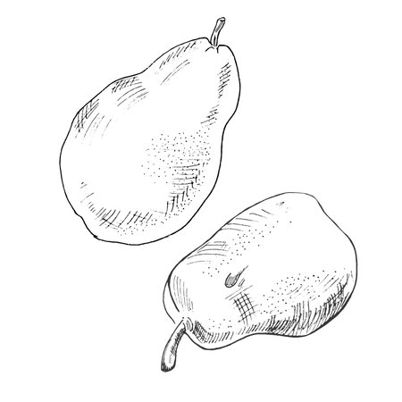 hand-drawn sketch. Set of two pearls. vector illustration.のイラスト素材