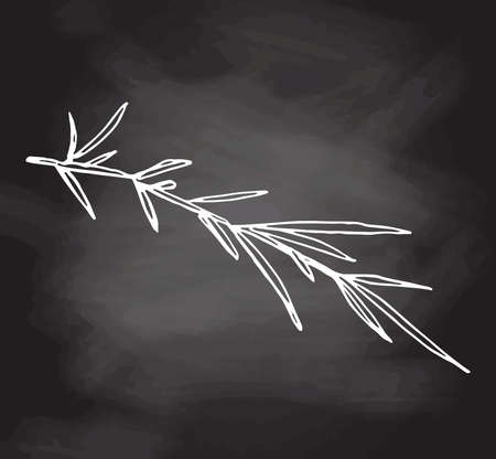 Hand drawn Vector illustration of a sprig of rosemary. White sketch isolated on black chalkboard. Icons and elements for print, labels, packaging. Vintage, doodle style.のイラスト素材
