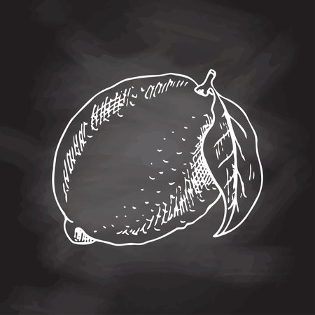 Hand drawn vector lemon sketch. Blossom plant with one leaf. Citrus. Lemon, lime. vector illustration. White sketch isolated on black chalkboard. Icons and elements for print, labels, packaging.のイラスト素材