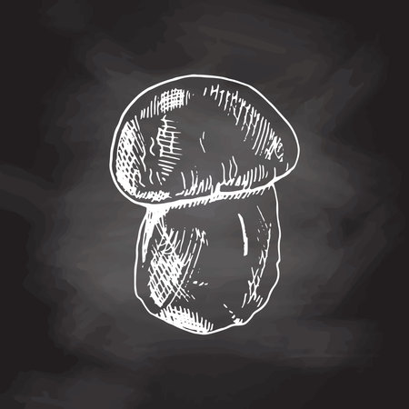 Edible mushrooms vector illustrations collection. Hand drawn porcini. White sketch isolated on black chalkboard. Perfect for recipe, menu, label, icon, packaging, Vintage mushrooms outlines. botanical set.のイラスト素材