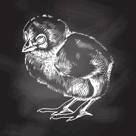 A hand-drawn sketch of chicken. Easter Holiday. vector illustration. Rabbit with a bow in grass and flowers. Chalkboard background, white drawing. vintage element.のイラスト素材