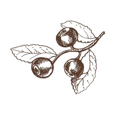 Vector hand drawn botanical illustration of blueberry branch. Sketch of forest berries in engraving style.Vintage illustration.のイラスト素材