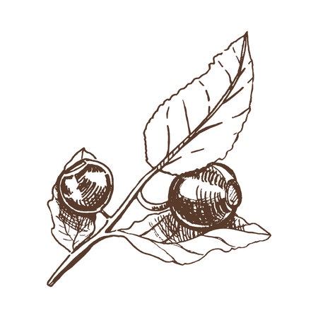 Vector hand drawn botanical illustration of blueberry branch. Sketch of forest berries in engraving style.Vintage illustration.のイラスト素材