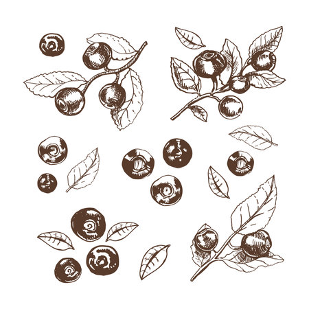 Vector hand drawn botanical illustration of blueberry branches. Sketch of forest berries in engraving style.Vintage illustration. set.のイラスト素材
