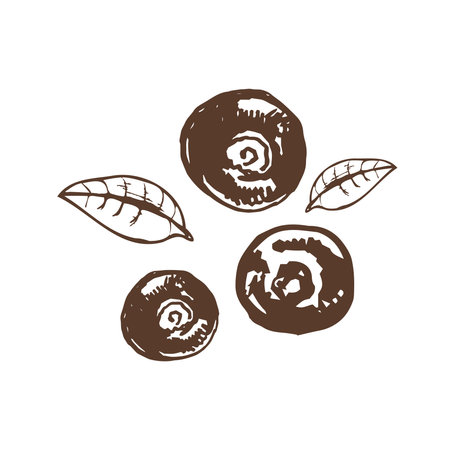 Vector hand drawn botanical illustration of blueberry. Sketch of forest berries in engraving style.Vintage illustration.のイラスト素材