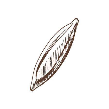 A hand-drawn sketch of banana. Vintage illustration, doodle. Element for the design of labels, packaging and postcards.のイラスト素材