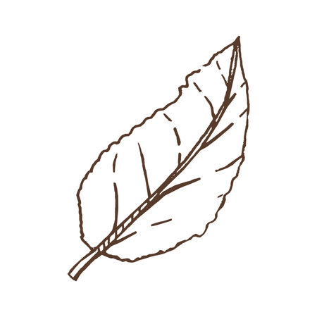 A hand-drawn sketch of a leaf. Vintage illustration, doodle. Element for the design of labels, packaging and postcards.のイラスト素材
