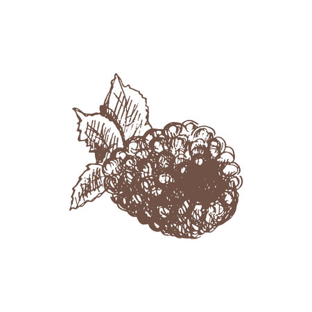 A hand-drawn sketch of raspberry. Vintage illustration, doodle. Element for the design of labels, packaging and postcards.のイラスト素材