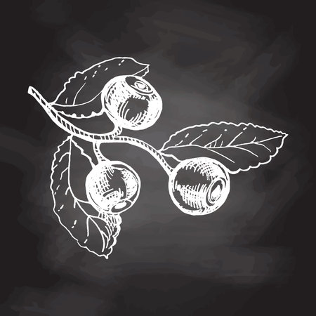 Vector hand drawn botanical illustration of blueberry branch isolated on chalkboard background. Sketch of forest berries in engraving style.Vintage illustration.のイラスト素材