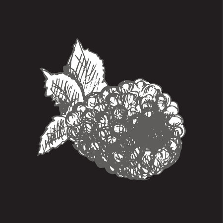 A hand-drawn sketch of raspberry isolated on chalkboard background. Vintage illustration, doodle. Element for the design of labels, packaging and postcards.のイラスト素材