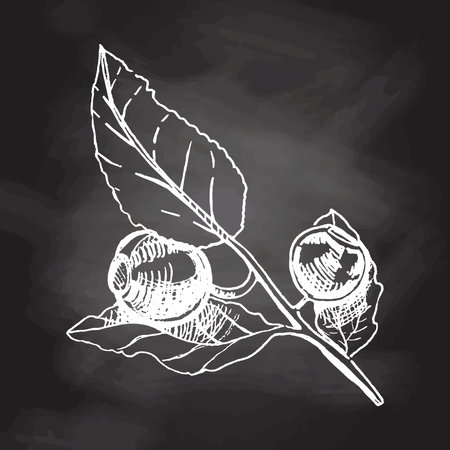 Vector hand drawn botanical illustration of blueberry branch isolated on chalkboard background. Sketch of forest berries in engraving style.Vintage illustration.のイラスト素材