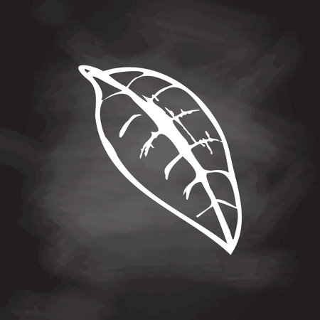A hand-drawn sketch of leaf isolated on chalkboard background. Vintage illustration, doodle. Element for the design of labels, packaging and postcards.のイラスト素材