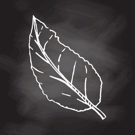 A hand-drawn sketch of leaf isolated on chalkboard background. Vintage illustration, doodle. Element for the design of labels, packaging and postcards.のイラスト素材