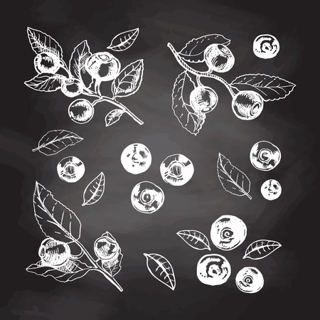 Vector hand drawn botanical illustration of blueberry branches isolated on chalkboard background. Sketch of forest berries in engraving style.Vintage illustration. set.のイラスト素材