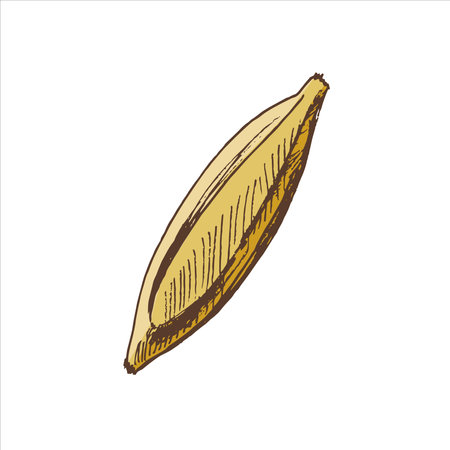 A hand-drawn colored sketch of banana. Vintage illustration, doodle. Element for the design of labels, packaging and postcards.のイラスト素材