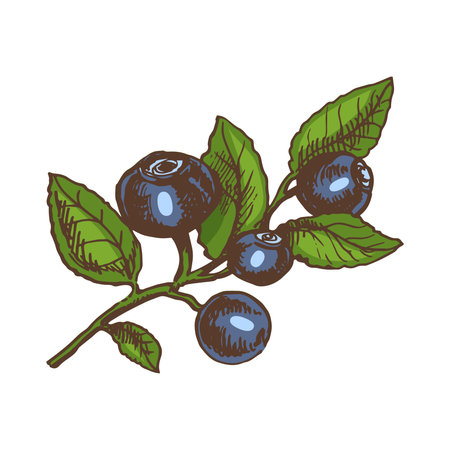 Vector hand drawn colored botanical illustration of blueberry branch. Sketch of forest berries in engraving style.Vintage illustration.のイラスト素材