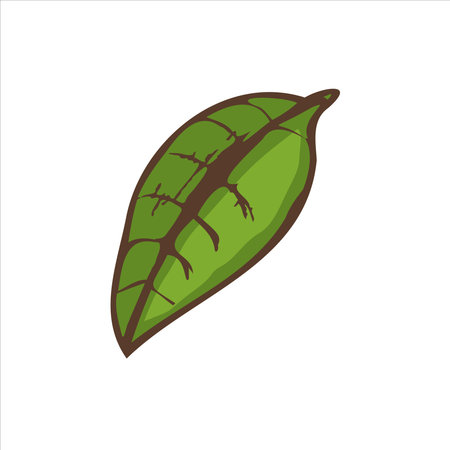 A hand-drawn sketch of a leaf. Vintage illustration, doodle. Element for the design of labels, packaging and postcards.のイラスト素材