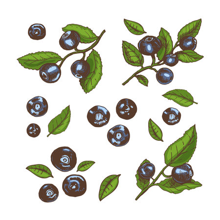 Vector hand drawn colored botanical illustration of blueberry branches. Sketch of forest berries in engraving style.Vintage illustration. set.のイラスト素材