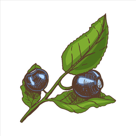 Vector hand drawn colored botanical illustration of blueberry branch. Sketch of forest berries in engraving style.Vintage illustration.のイラスト素材