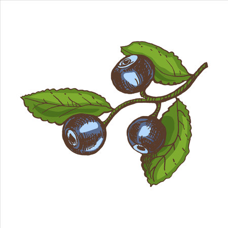 Vector hand drawn colored botanical illustration of blueberry branch. Sketch of forest berries in engraving style.Vintage illustration.のイラスト素材