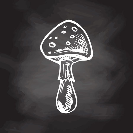 Illustration of Poisonous mushroom, toadstool, fly agaric. Hand drawn sketch on. Vector isolated on chalkboard background.のイラスト素材