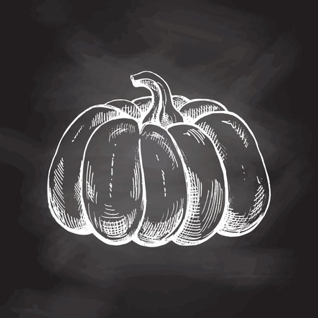 Vector hand drawn vegetable Illustration. Detailed retro style hand-drawn pumpkin sketch isolated on chalkboard background. Vintage sketch element for labels, packaging and cards design.のイラスト素材