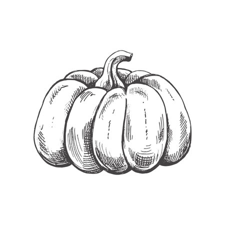 Vector hand drawn vegetable Illustration. Detailed retro style hand-drawn pumpkin sketch isolated on white background. Vintage sketch element for labels, packaging and cards design.のイラスト素材