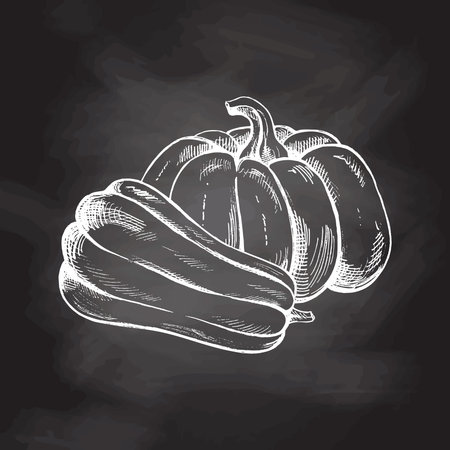 Vector hand drawn vegetable Illustration. Detailed retro style hand-drawn pumpkins sketch isolated on chalkboard background. Vintage sketch element for labels, packaging and cards design.のイラスト素材