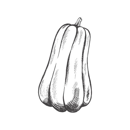 Vector hand drawn vegetable Illustration. Detailed retro style hand-drawn pumpkin sketch isolated on white background. Vintage sketch element for labels, packaging and cards design.のイラスト素材