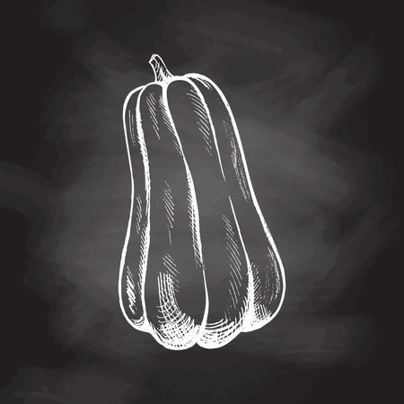 Vector hand drawn vegetable Illustration. Detailed retro style hand-drawn pumpkin sketch isolated on chalkboard background. Vintage sketch element for labels, packaging and cards design.のイラスト素材